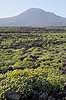 Pionerplanter. Pionerplanter p� lavasletten Malpais de la Corona med vulkanen Monta Coronea i baggrunden p� den nordlige del af Lanzarote i De Kanariske �er  Lanzarote Spanien  Planter succulent, succulenter, sukkulent, sukkulenter, pionerplanter