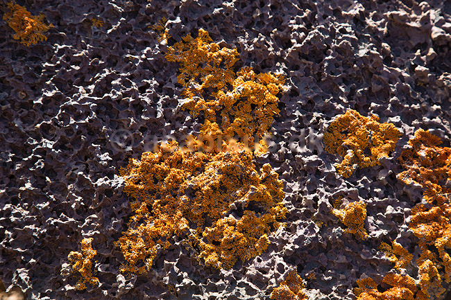 Lav. Lav voksende p� lavastykke p� lavaslette p� Lanzarote, De Kanariske �er; ; Lanzarote / Guatiza; Spanien; ; Planter; 