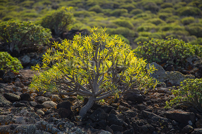Pionerplanter. Pionerplanter p� lavasletten Malpais de la Corona med vulkanen Monta Coronea i baggrunden p� den nordlige del af Lanzarote i De Kanariske �er; ; Lanzarote; Spanien; ; Planter; succulent, succulenter, sukkulent, sukkulenter, pionerplanter