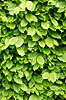 B�geh�k. Friske gr�nne blade p� h�k af b�g Fagus sylvatica M�l�v   planter H�kke, gr�nt, for�r, have, haver