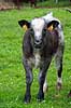 Salers k�dkv�g. Salers x Belgisk Bl�hvidt Kv�g kalv. Salers er en af Europas �ldste kv�gracer. Ark�ologer har fundet huletegninger af kv�g, der ligner Salers, som er over 7000 �r gamle. Tegningerne blev fundet n�r den franske by Salers, som gav navn til racen i 1840  Ardennerne Belgien  pattedyr Skedehornede, Bovidae, Parrett�ede hovdyr, Artiodactyla, malkeko, malkek�r, husdyr, landbrug, k�dkv�g, k�d, Belgisk Bl�hvidt Kv�g, tamkv�g