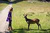 D�dyr. Et ungt d�dyr s�ger kontakt med ung pige i J�gersborg Dyrehave Dama dama J�gersborg Dyrehave / Sj�lland   pattedyr Hjorte, Cervidae, Parrett�ede hovdyr, Artiodactyla, hjort, d�vildt, gevir, dr�vtygger, brunst, fallow deer, d�hjort, dovhjort
