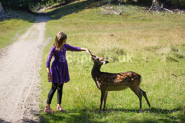 D�dyr. Et ungt d�dyr s�ger kontakt med ung pige i J�gersborg Dyrehave; Dama dama; J�gersborg Dyrehave / Sj�lland; ; ; pattedyr; Hjorte, Cervidae, Parrett�ede hovdyr, Artiodactyla, hjort, d�vildt, gevir, dr�vtygger, brunst, fallow deer, d�hjort, dovhjort