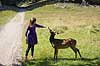 D�dyr. Et ungt d�dyr s�ger kontakt med ung pige i J�gersborg Dyrehave Dama dama J�gersborg Dyrehave / Sj�lland   pattedyr Hjorte, Cervidae, Parrett�ede hovdyr, Artiodactyla, hjort, d�vildt, gevir, dr�vtygger, brunst, fallow deer, d�hjort, dovhjort