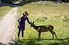 D�dyr. Et ungt d�dyr s�ger kontakt med ung pige i J�gersborg Dyrehave Dama dama J�gersborg Dyrehave / Sj�lland   pattedyr Hjorte, Cervidae, Parrett�ede hovdyr, Artiodactyla, hjort, d�vildt, gevir, dr�vtygger, brunst, fallow deer, d�hjort, dovhjort