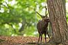 Sika. Sikahjort dufter duftspor p� tr�stamme Cervus nippon J�gersborg Dyrehave / Sj�lland   pattedyr Hjorte, Cervidae, Parrett�ede hovdyr, Artiodactyla, hjort, sikahjort