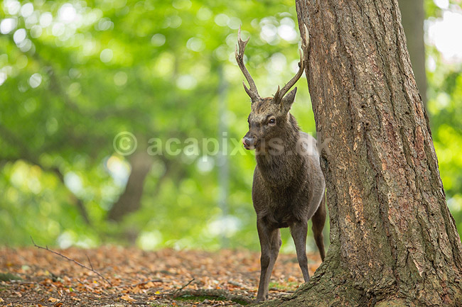 Sika. Sikahjort dufter duftspor p� tr�stamme; Cervus nippon; J�gersborg Dyrehave / Sj�lland; ; ; pattedyr; Hjorte, Cervidae, Parrett�ede hovdyr, Artiodactyla, hjort, sikahjort