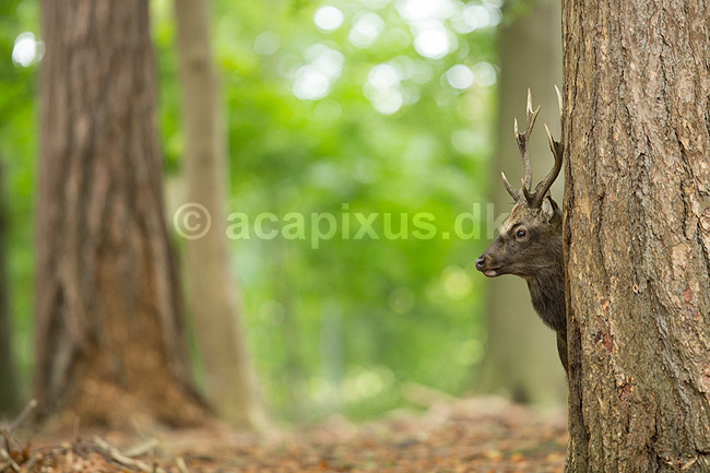 Sika. Sikahjort i skoven; Cervus nippon; J�gersborg Dyrehave / Sj�lland; ; ; pattedyr; Hjorte, Cervidae, Parrett�ede hovdyr, Artiodactyla, hjort, sikahjort