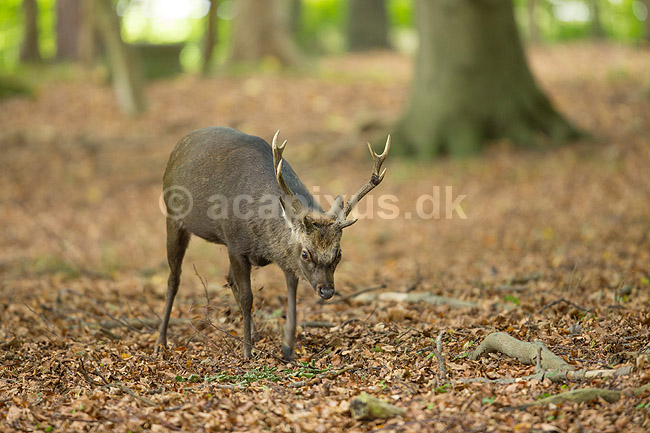 Sika. Sikahjort graver i skovbunden; Cervus nippon; J�gersborg Dyrehave / Sj�lland; ; ; pattedyr; Hjorte, Cervidae, Parrett�ede hovdyr, Artiodactyla, hjort, sikahjort