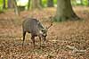 Sika. Sikahjort graver i skovbunden Cervus nippon J�gersborg Dyrehave / Sj�lland   pattedyr Hjorte, Cervidae, Parrett�ede hovdyr, Artiodactyla, hjort, sikahjort