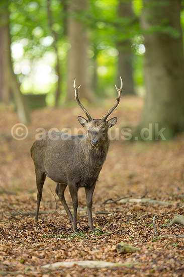Sika. Sikahjort i skoven; Cervus nippon; J�gersborg Dyrehave / Sj�lland; ; ; pattedyr; Hjorte, Cervidae, Parrett�ede hovdyr, Artiodactyla, hjort, sikahjort