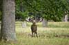 Kronhjort. Br�lende kronhjort i sit revir under brunstperioden Cervus elaphus J�gersborg Dyrehave / Sj�lland   pattedyr Hjorte, kronhjorte, Cervidae, Parrett�ede hovdyr, Artiodactyla, Krondyr, Red deer, kronvildt, krondyr, kronhjorte, brunst, hjort