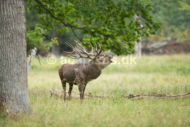 Kronhjort. Br�lende kronhjort i sit revir under brunstperioden; Cervus elaphus; J�gersborg Dyrehave / Sj�lland; ; ; pattedyr; Hjorte, kronhjorte, Cervidae, Parrett�ede hovdyr, Artiodactyla, Krondyr, Red deer, kronvildt, krondyr, kronhjorte, brunst, hjort