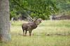 Kronhjort. Br�lende kronhjort i sit revir under brunstperioden Cervus elaphus J�gersborg Dyrehave / Sj�lland   pattedyr Hjorte, kronhjorte, Cervidae, Parrett�ede hovdyr, Artiodactyla, Krondyr, Red deer, kronvildt, krondyr, kronhjorte, brunst, hjort