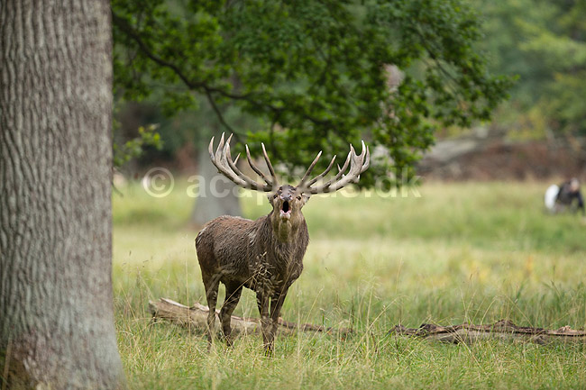 Kronhjort. Br�lende kronhjort i sit revir under brunstperioden; Cervus elaphus; J�gersborg Dyrehave / Sj�lland; ; ; pattedyr; Hjorte, kronhjorte, Cervidae, Parrett�ede hovdyr, Artiodactyla, Krondyr, Red deer, kronvildt, krondyr, kronhjorte, brunst, hjort