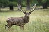 Kronhjort. Kronhjort i sit revir under brunstperioden Cervus elaphus J�gersborg Dyrehave / Sj�lland   pattedyr Hjorte, kronhjorte, Cervidae, Parrett�ede hovdyr, Artiodactyla, Krondyr, Red deer, kronvildt, krondyr, kronhjorte, brunst, hjort