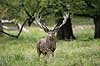 Kronhjort. Kronhjort i sit revir under brunstperioden Cervus elaphus J�gersborg Dyrehave / Sj�lland   pattedyr Hjorte, kronhjorte, Cervidae, Parrett�ede hovdyr, Artiodactyla, Krondyr, Red deer, kronvildt, krondyr, kronhjorte, brunst, hjort