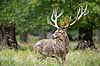 Kronhjort. Kronhjort i sit revir under brunstperioden Cervus elaphus J�gersborg Dyrehave / Sj�lland   pattedyr Hjorte, kronhjorte, Cervidae, Parrett�ede hovdyr, Artiodactyla, Krondyr, Red deer, kronvildt, krondyr, kronhjorte, brunst, hjort