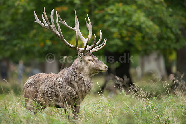 Kronhjort. Kronhjort i sit revir under brunstperioden; Cervus elaphus; J�gersborg Dyrehave / Sj�lland; ; ; pattedyr; Hjorte, kronhjorte, Cervidae, Parrett�ede hovdyr, Artiodactyla, Krondyr, Red deer, kronvildt, krondyr, kronhjorte, brunst, hjort
