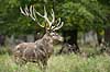 Kronhjort. Kronhjort i sit revir under brunstperioden Cervus elaphus J�gersborg Dyrehave / Sj�lland   pattedyr Hjorte, kronhjorte, Cervidae, Parrett�ede hovdyr, Artiodactyla, Krondyr, Red deer, kronvildt, krondyr, kronhjorte, brunst, hjort