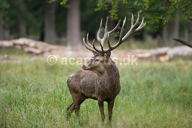 Kronhjort. Kronhjort i sit revir under brunstperioden; Cervus elaphus; J�gersborg Dyrehave / Sj�lland; ; ; pattedyr; Hjorte, kronhjorte, Cervidae, Parrett�ede hovdyr, Artiodactyla, Krondyr, Red deer, kronvildt, krondyr, kronhjorte, brunst, hjort