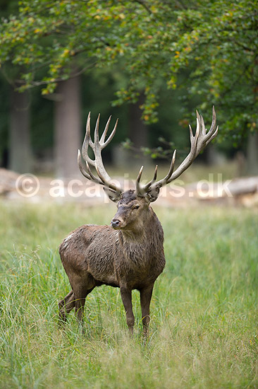 Kronhjort. Kronhjort i sit revir under brunstperioden; Cervus elaphus; J�gersborg Dyrehave / Sj�lland; ; ; pattedyr; Hjorte, kronhjorte, Cervidae, Parrett�ede hovdyr, Artiodactyla, Krondyr, Red deer, kronvildt, krondyr, kronhjorte, brunst, hjort