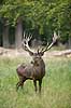 Kronhjort. Kronhjort i sit revir under brunstperioden Cervus elaphus J�gersborg Dyrehave / Sj�lland   pattedyr Hjorte, kronhjorte, Cervidae, Parrett�ede hovdyr, Artiodactyla, Krondyr, Red deer, kronvildt, krondyr, kronhjorte, brunst, hjort