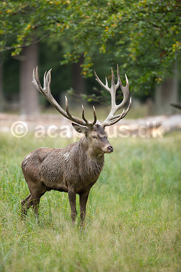 Kronhjort. Kronhjort i sit revir under brunstperioden; Cervus elaphus; J�gersborg Dyrehave / Sj�lland; ; ; pattedyr; Hjorte, kronhjorte, Cervidae, Parrett�ede hovdyr, Artiodactyla, Krondyr, Red deer, kronvildt, krondyr, kronhjorte, brunst, hjort