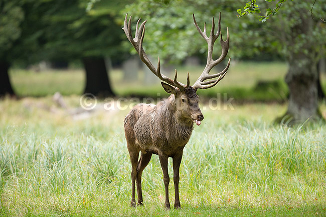 Kronhjort. Kronhjort i sit revir under brunstperioden; Cervus elaphus; J�gersborg Dyrehave / Sj�lland; ; ; pattedyr; Hjorte, kronhjorte, Cervidae, Parrett�ede hovdyr, Artiodactyla, Krondyr, Red deer, kronvildt, krondyr, kronhjorte, brunst, hjort