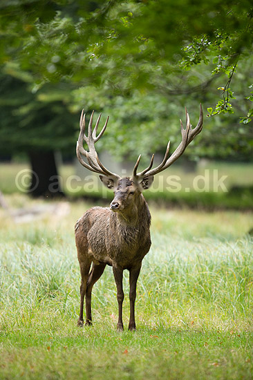 Kronhjort. Kronhjort i sit revir under brunstperioden; Cervus elaphus; J�gersborg Dyrehave / Sj�lland; ; ; pattedyr; Hjorte, kronhjorte, Cervidae, Parrett�ede hovdyr, Artiodactyla, Krondyr, Red deer, kronvildt, krondyr, kronhjorte, brunst, hjort