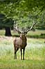Kronhjort. Kronhjort i sit revir under brunstperioden Cervus elaphus J�gersborg Dyrehave / Sj�lland   pattedyr Hjorte, kronhjorte, Cervidae, Parrett�ede hovdyr, Artiodactyla, Krondyr, Red deer, kronvildt, krondyr, kronhjorte, brunst, hjort