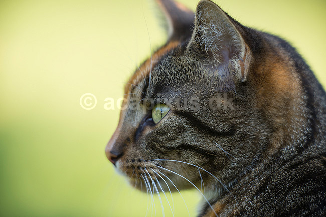 Huskat. Kat kigger efter bytte i haven; Felis catus; ; ; ; pattedyr; Rovdyr, Carnivora, Katte, Felidae, huskatte, tunge, kattetunge, kat