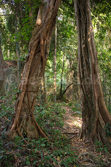 Regnskov. Tr�er og anden vegetation regnskov ved Khao Lak i Thailand; ; Khao Lak; Thailand; ; Planter; Jungle