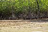 Mangrove. Mangrovetr�er i mangrove i Ao Phang Nga National Park i Thailand    Thailand  Planter 