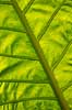 Blad. Bladribber i k�mpe blad i Thailand   Thailand  Planter 