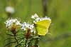Citronsommerfugl. Citron sommerfugl suger nektar p� blomst Gonepteryx rhamni H�kens�sen Sverige  insekter Citronsommerfugle, Hvidvinge-familien, Pieridae, sommerfugle