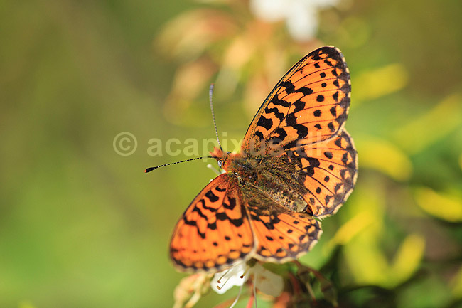 Perlemorsommerfugl. Moseperlemorsommerfugl; Boloria aquilonaris; H�kens�sen; Sverige; ; insekter; Takvinge-familien, Nymphalidae, Sommerfugle, Lepidoptera