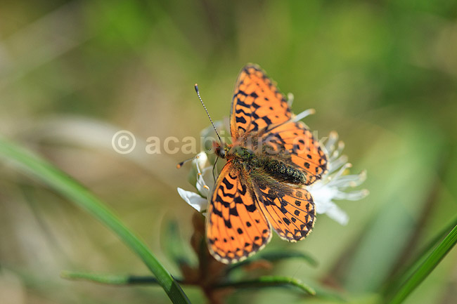 Perlemorsommerfugl. Moseperlemorsommerfugl; Boloria aquilonaris; H�kens�sen; Sverige; ; insekter; Takvinge-familien, Nymphalidae, Sommerfugle, Lepidoptera