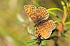 Pletvinge. Brun pletvinge sommerfugl Mellicta athalia H�kens�sen Sverige  insekter Takvinge-familien, Nymphalidae, Sommerfugle, Lepidoptera