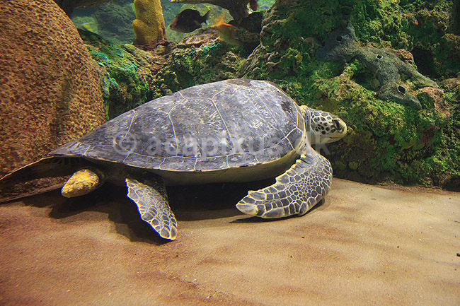 Suppeskildpadde. Suppe skildpadde (Gr�n havskildpadde) i Sea World i San Diego; Chelonia mydas; Seaworld / San Diego; USA; ; krybdyr; Skildpadder, suppeskildpadder, havskildpadde, havskildpadder, Cheloniidae