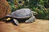Suppeskildpadde. Suppe skildpadde (Gr�n havskildpadde) i Sea World i San Diego Chelonia mydas Seaworld / San Diego USA  krybdyr Skildpadder, suppeskildpadder, havskildpadde, havskildpadder, Cheloniidae