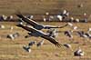 Traner. Traner flyver over dansepladsen ved Hornborga S�en Grus grus, Gruidae Hornborga s�en / Hornborgasj�n Sverige  fugle Tranefugle, Gruidae, Trane