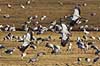 Traner. Traner flyver over dansepladsen ved Hornborga S�en Grus grus, Gruidae Hornborga s�en / Hornborgasj�n Sverige  fugle Tranefugle, Gruidae, Trane