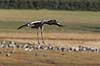 Trane. Trane l�gger an til landing p� dansepladsen ved Hornborga S�en Grus grus, Gruidae Hornborga s�en / Hornborgasj�n Sverige  fugle Tranefugle, Gruidae, Traner