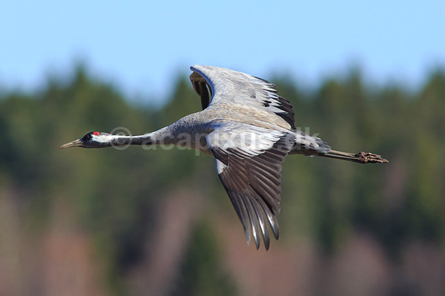 Trane. Trane flyver over dansepladsen ved Hornborga S�en; Grus grus, Gruidae; Hornborga s�en / Hornborgasj�n; Sverige; ; fugle; Tranefugle, Gruidae, Traner