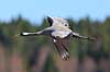 Trane. Trane flyver over dansepladsen ved Hornborga S�en Grus grus, Gruidae Hornborga s�en / Hornborgasj�n Sverige  fugle Tranefugle, Gruidae, Traner