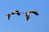 Traner. Traner flyver over dansepladsen ved Hornborga S�en Grus grus, Gruidae Hornborga s�en / Hornborgasj�n Sverige  fugle Tranefugle, Gruidae, Trane