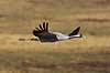 Trane. Trane flyver over dansepladsen ved Hornborga S�en Grus grus, Gruidae Hornborga s�en / Hornborgasj�n Sverige  fugle Tranefugle, Gruidae, Traner