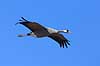 Trane. Trane flyver over dansepladsen ved Hornborga S�en Grus grus, Gruidae Hornborga s�en / Hornborgasj�n Sverige  fugle Tranefugle, Gruidae, Traner
