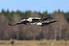 Traner. Traner flyver over dansepladsen ved Hornborga S�en Grus grus, Gruidae Hornborga s�en / Hornborgasj�n Sverige  fugle Tranefugle, Gruidae, Trane